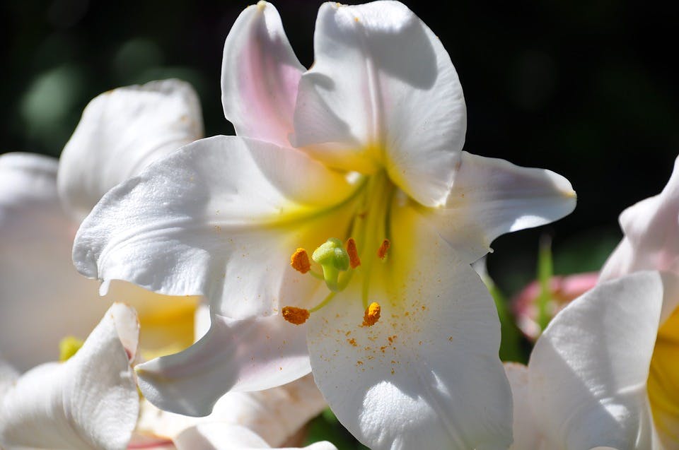 Große weiße Blumen: Perfekter Parfume Duft für Sie