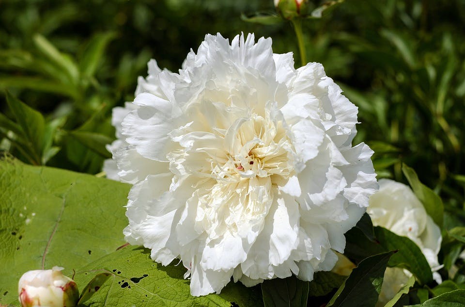 Große weiße Blumen: Perfekter Parfume Duft für Sie