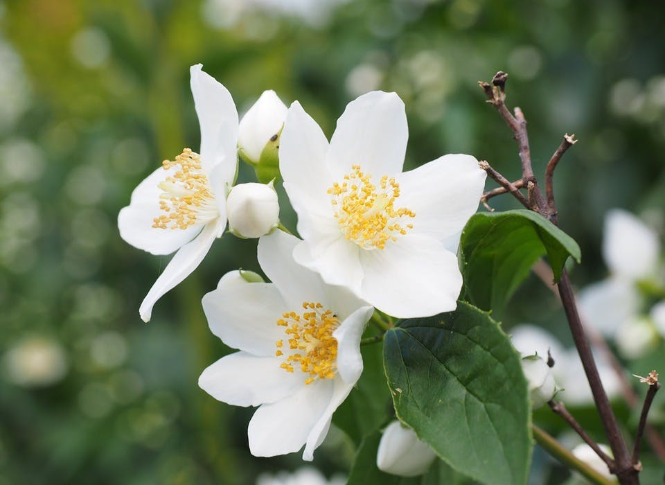 Große weiße Blumen: Perfekter Parfume Duft für Sie