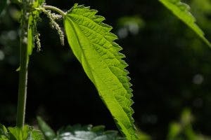 Ökologische Pflanzenschutzmittel für den Garten