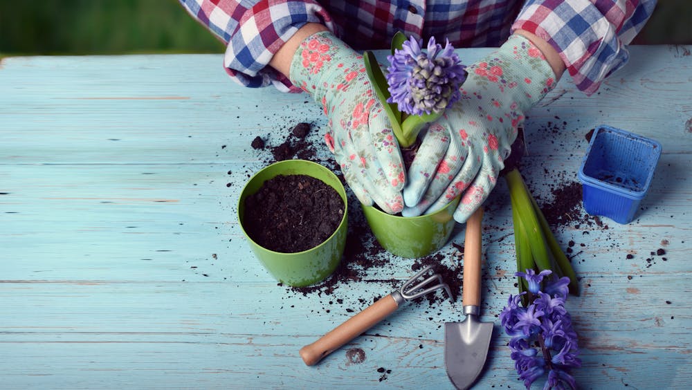 Ökologische Pflanzenschutzmittel für den Garten