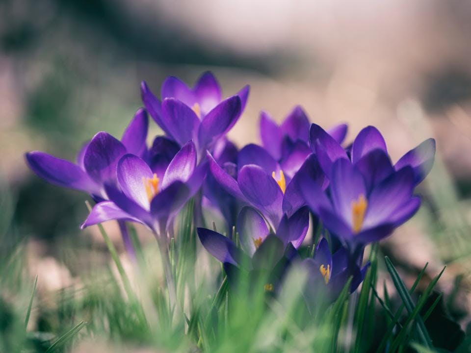 Blumen zum Geburtstag: Mit Bedeutung die richtige Wahl treffen