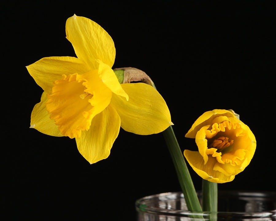 Blumen zum Geburtstag: Mit Bedeutung die richtige Wahl treffen