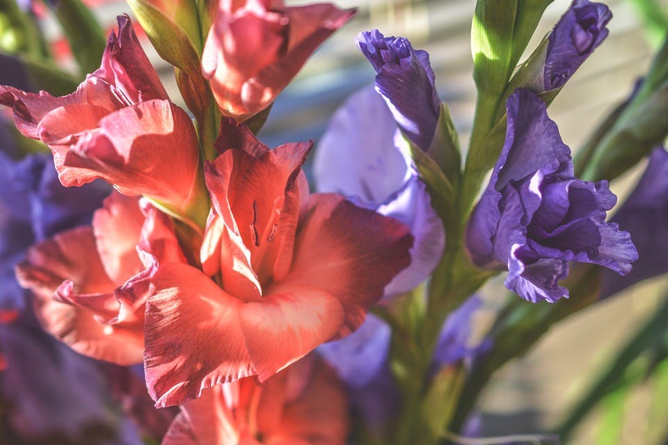 Blumen zum Geburtstag: Mit Bedeutung die richtige Wahl treffen