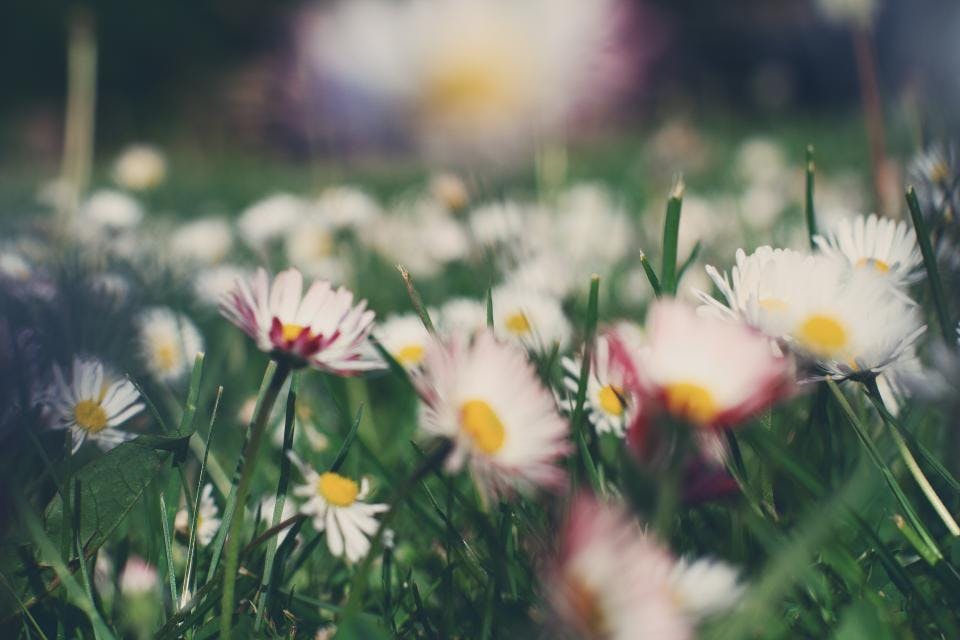 Blumen zum Geburtstag: Mit Bedeutung die richtige Wahl treffen