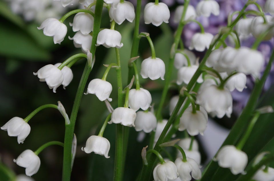 Blumen zum Geburtstag: Mit Bedeutung die richtige Wahl treffen