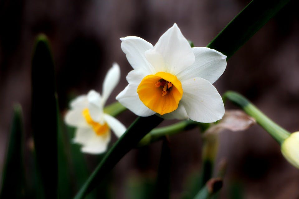 Blumen zum Geburtstag: Mit Bedeutung die richtige Wahl treffen