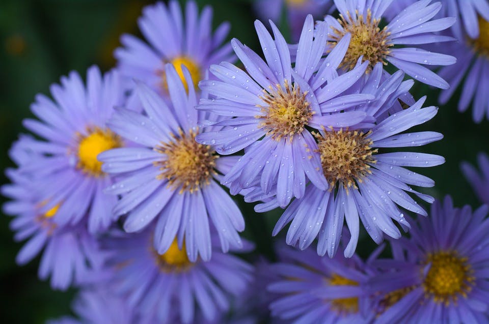 Blumen zum Geburtstag: Mit Bedeutung die richtige Wahl treffen