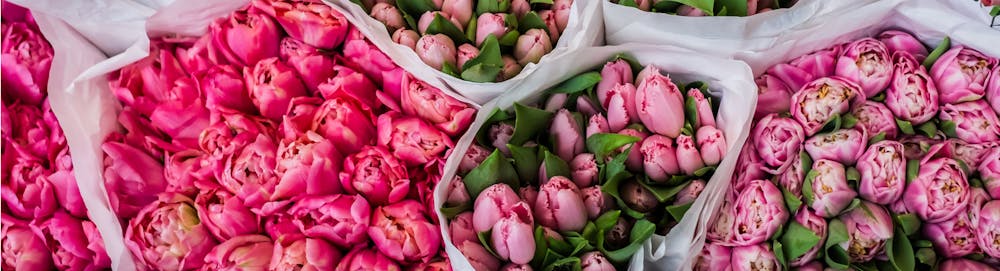 Blumen zum Geburtstag: Mit Bedeutung die richtige Wahl treffen