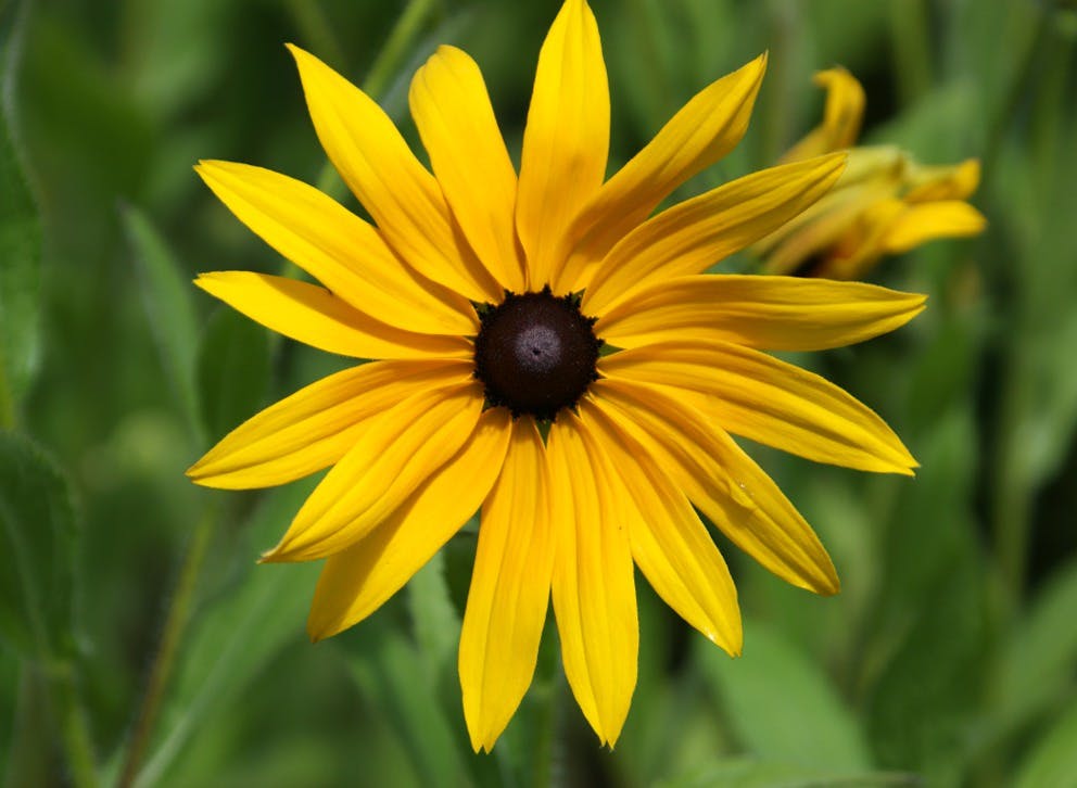 Image result for Schwarzäugige Rudbeckia