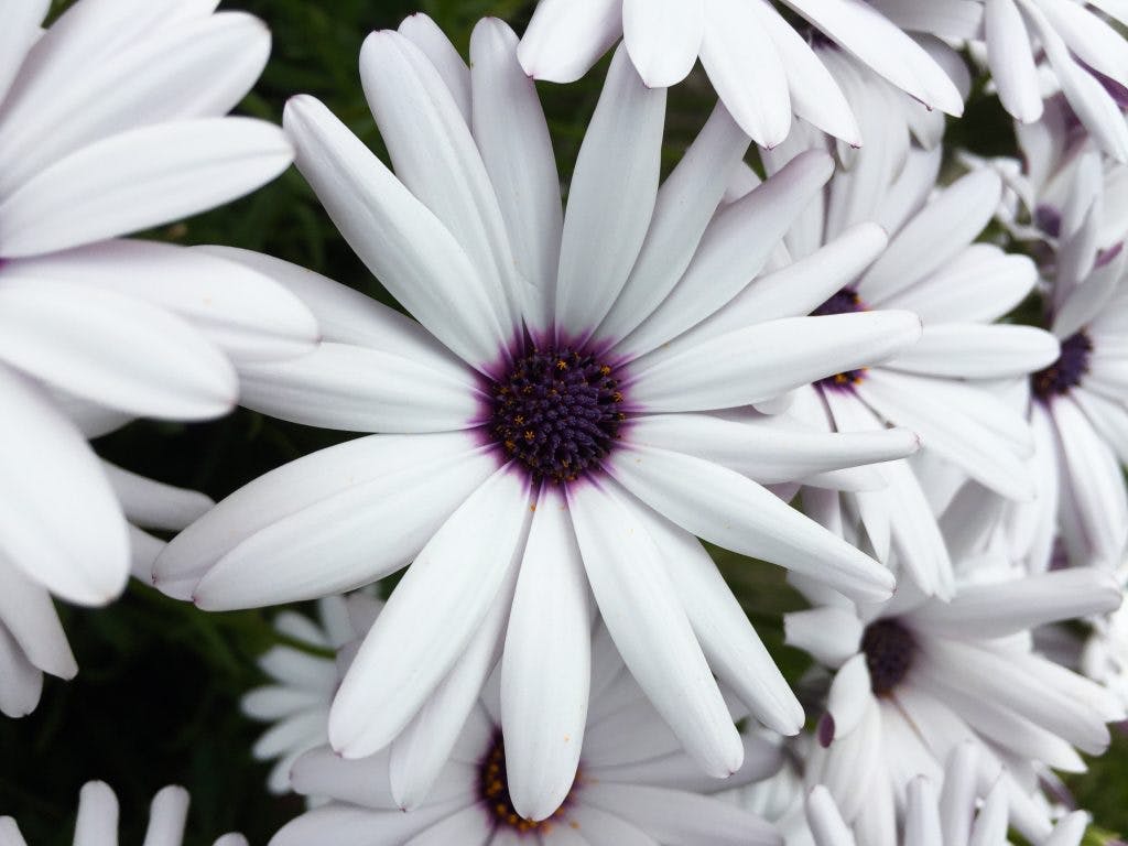 Weiße oder rote Blumen? Blumensprache der Farben