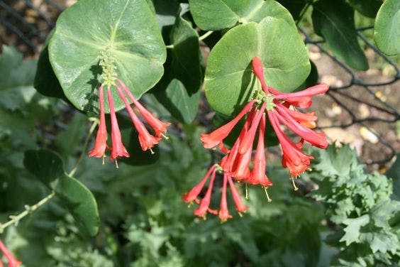 GEISSBLATT (Lonicera brownii Dropmore Scarlet )/ GARTENREISE BELGIEN/ HOLLAND: 