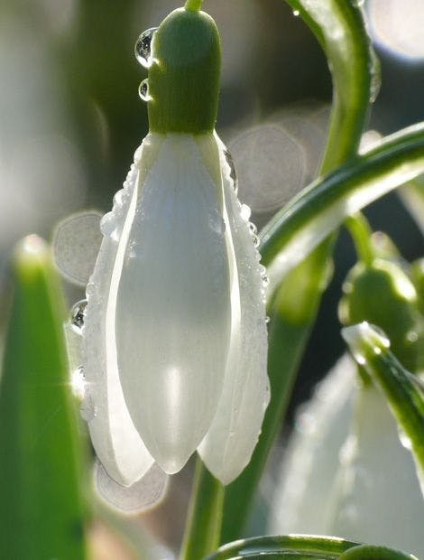 Trotz ihres zerbrechlichen Aussehens sind alle Teile des Schneeglöckchens, insbesondere die Zwiebel, giftig (Foto: MSG/Wirth): 