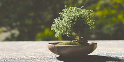 Bonsai Pflege – Für Anfänger