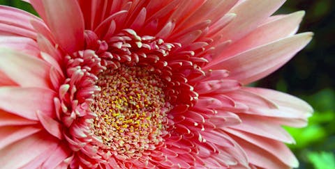 Die Blume des Monats Juli: Gerbera