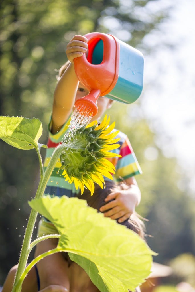 Sonnenblumen richtig gießen