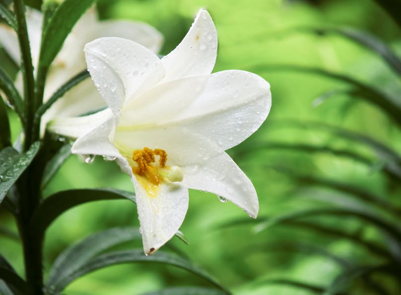 Madonnen-Lilien