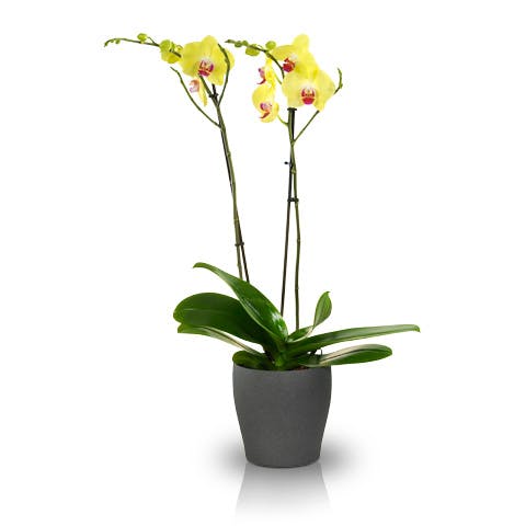 Orchidee