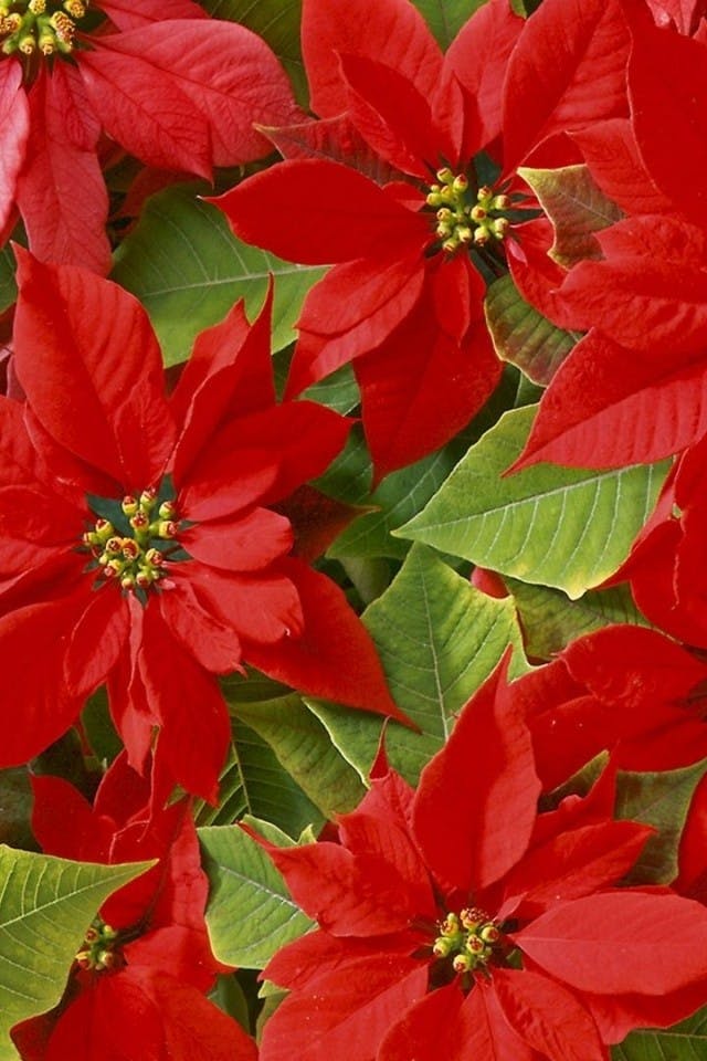 Poinsetia