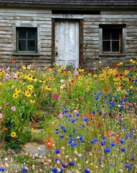 Blumen der Welt: Norwegen