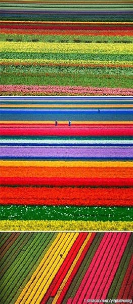 Blumen der Welt: Niederlande