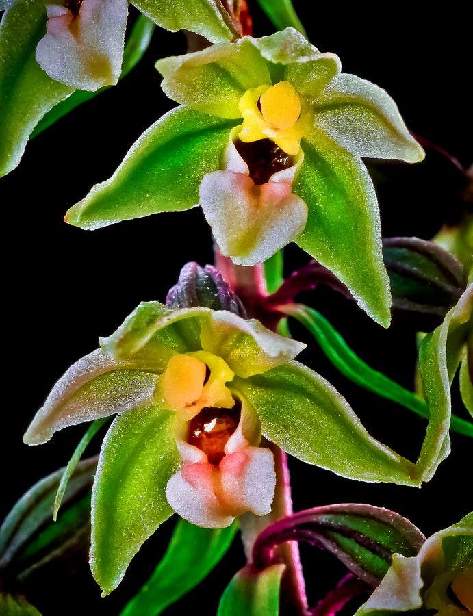 orchid_romania