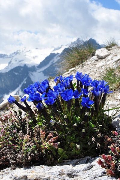 Blumen der Welt: Österreich