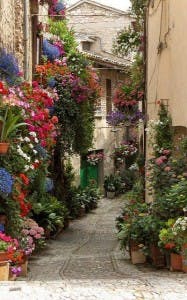 flowers italy 2