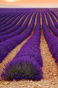 lavende