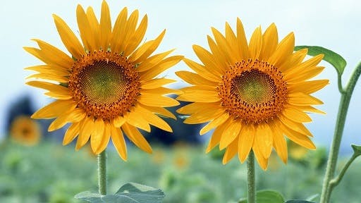 sonnenblumen