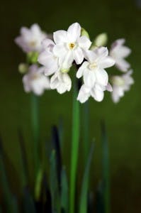 Geburtsblumen – was sagen Sie über Ihren Charakter aus?