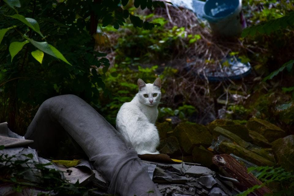 Tierliebe Pflanzen – oder etwa nicht?