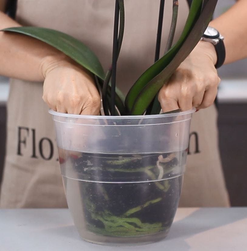 watering orchid