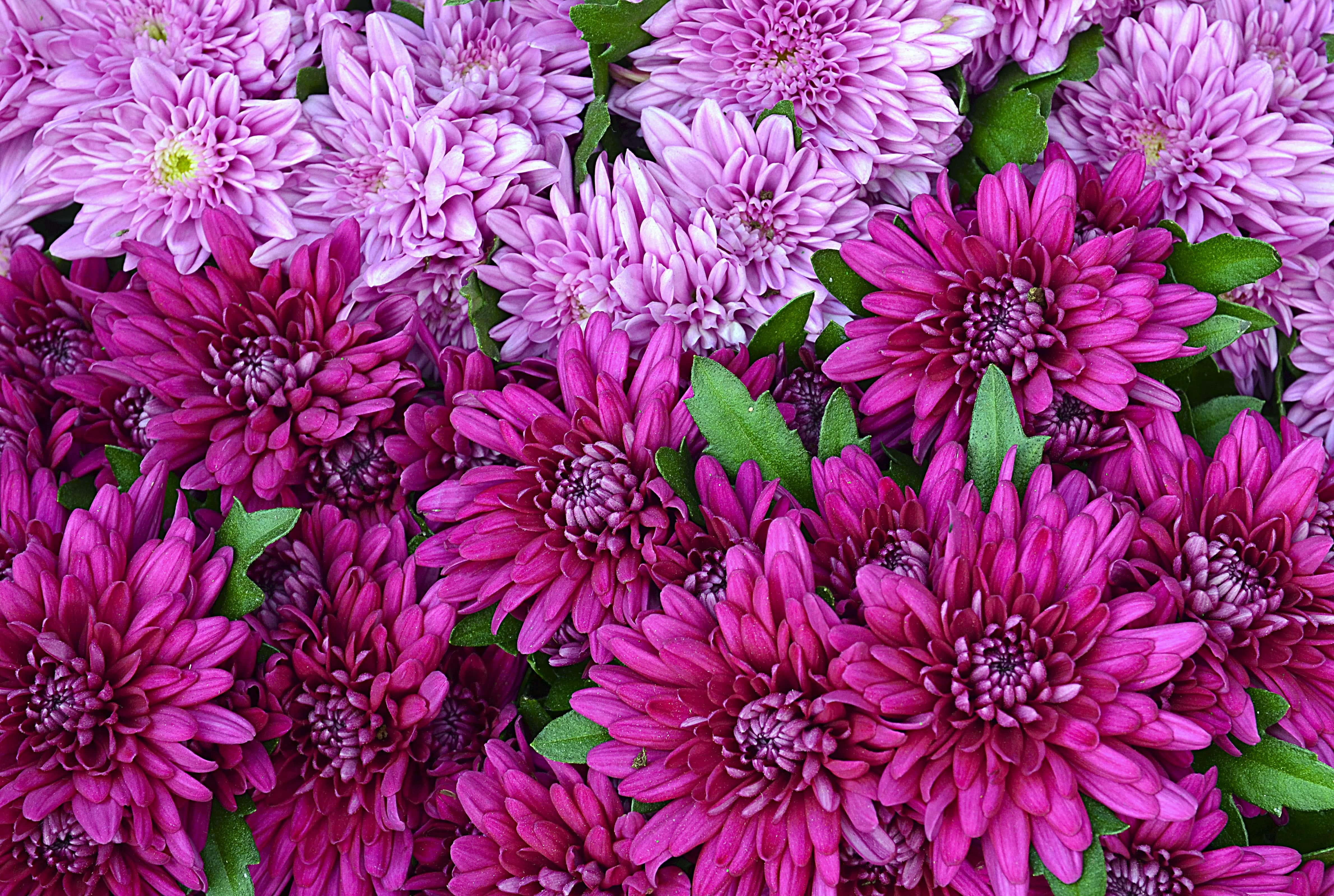 Pink chrysanthemums