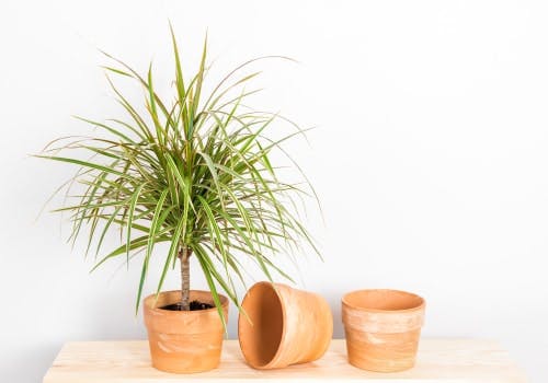 dragon tree on table with pots