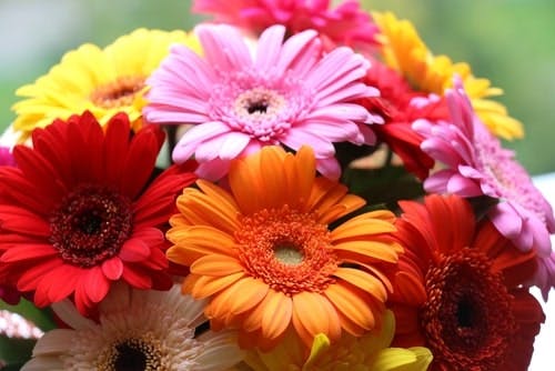 gerberas in a bouquet