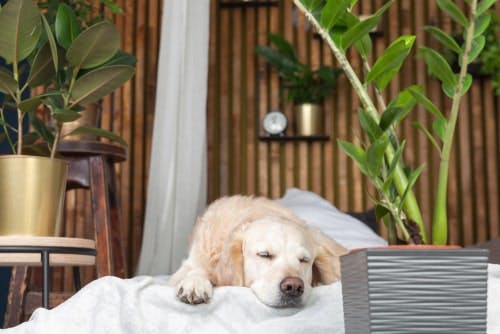 Dog sleeping among plants