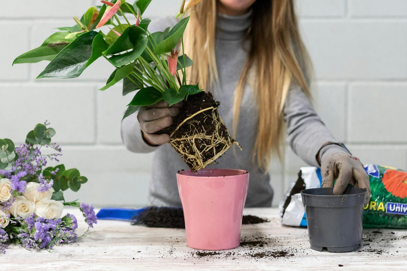 Florist placing plant into pink pot