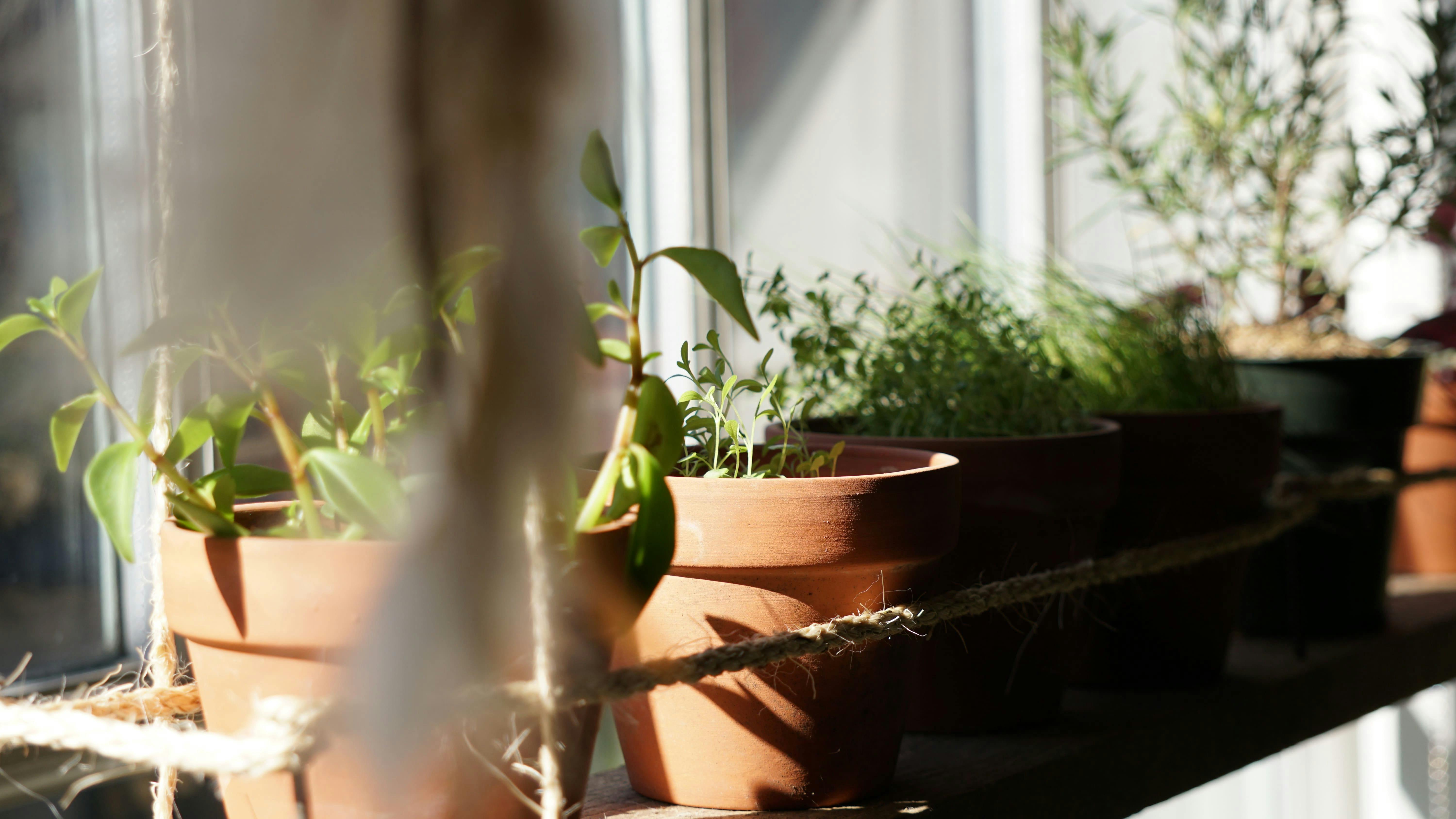 Plants on windowsil