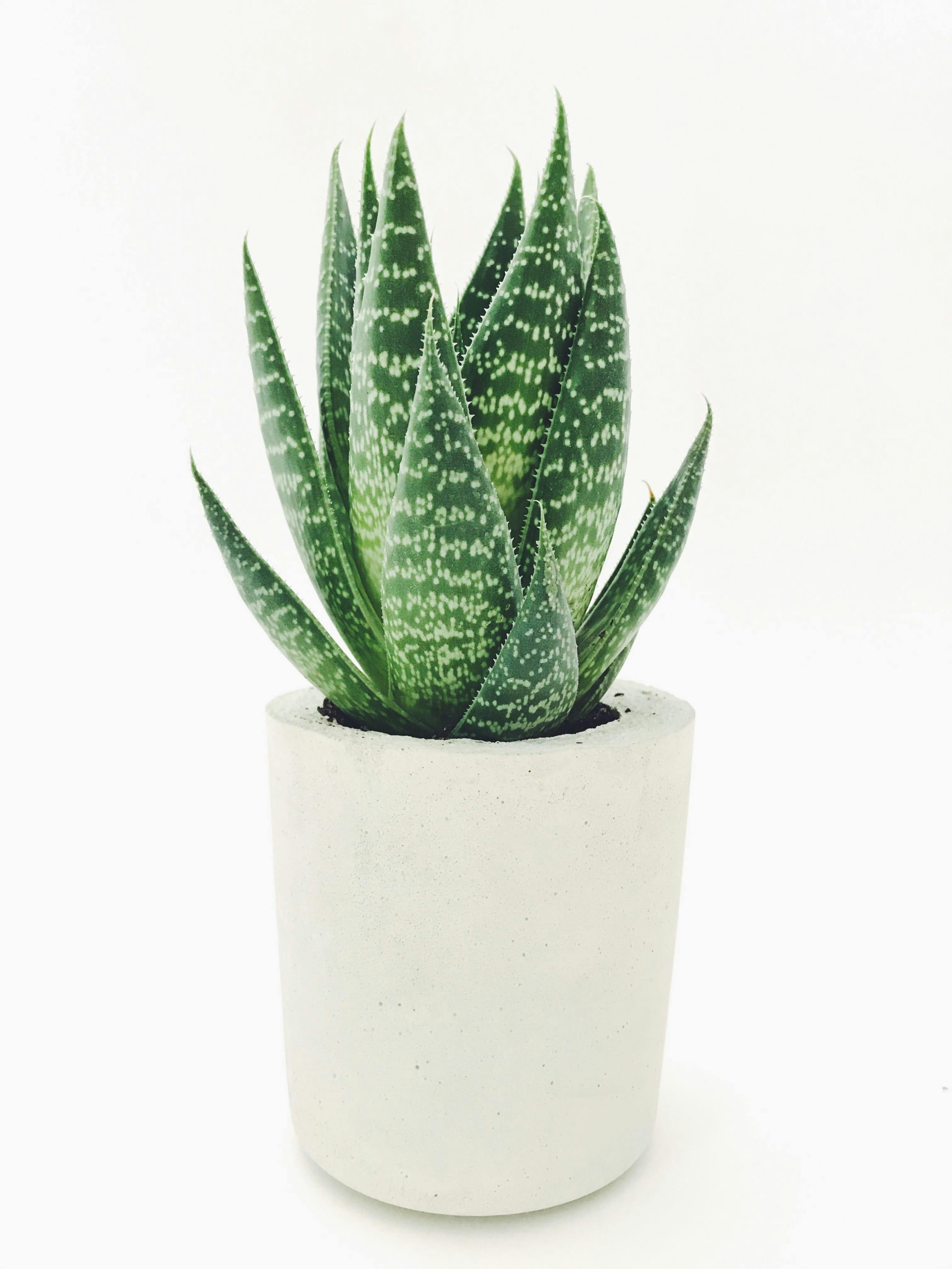 Aloe vera houseplant