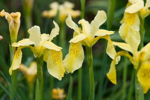 yellow irises