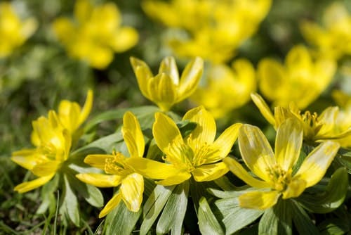 Yellow winter aconite