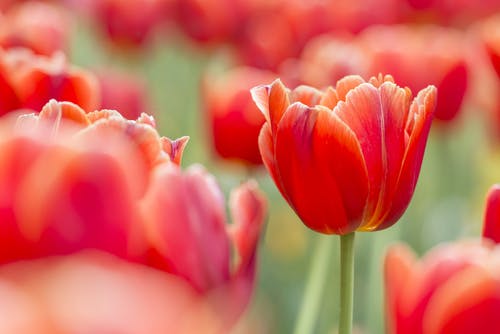 red tulips