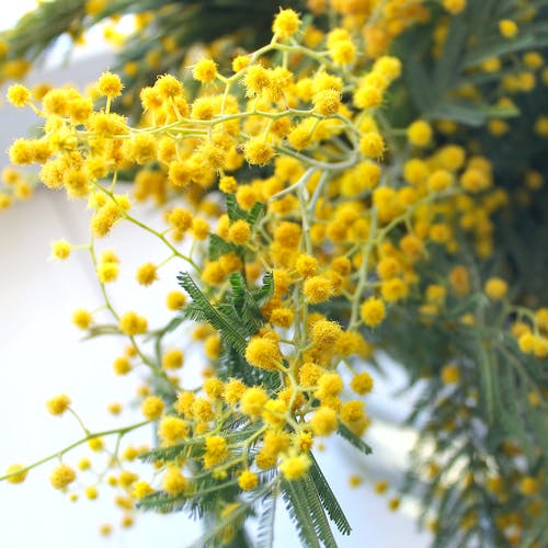 Mimosa Flower