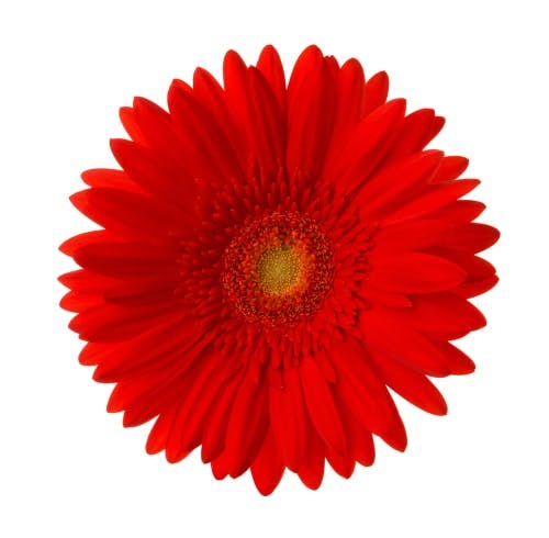 red gerbera