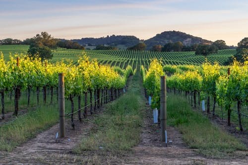 beautiful green vineyard