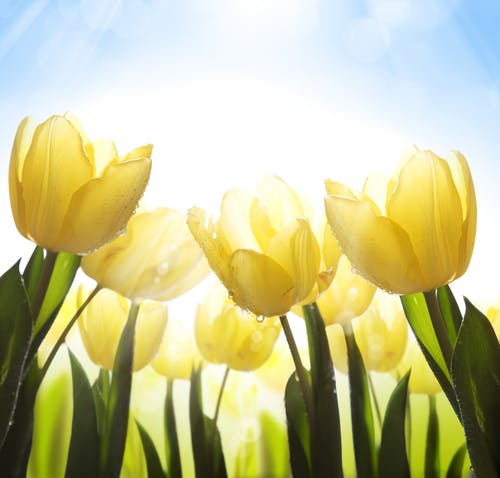 sunlight on yellow tulips