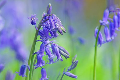 Bluebell flowers in a field