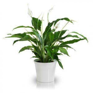 father's day gift peace lily