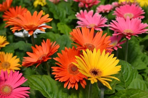 Gerberas growing